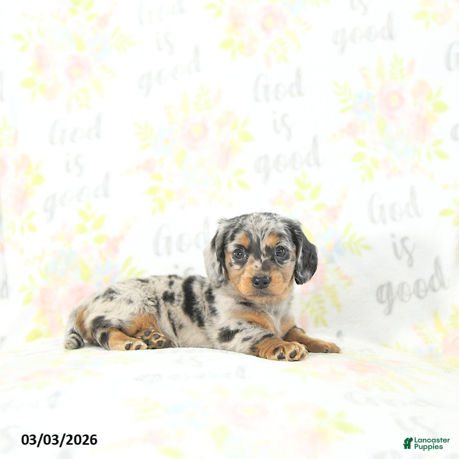 Miniature Dachshund dogs Eli  - Ad 2