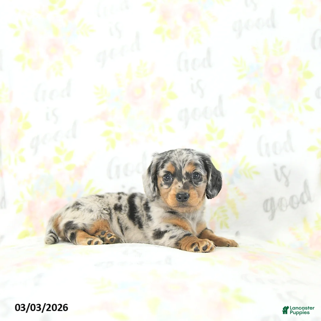 Miniature Dachshund dogs for sale: Eli  - Ad 2