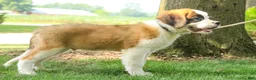 Saint Bernard dogs for sale: William Saint Bernard  - Ad 7