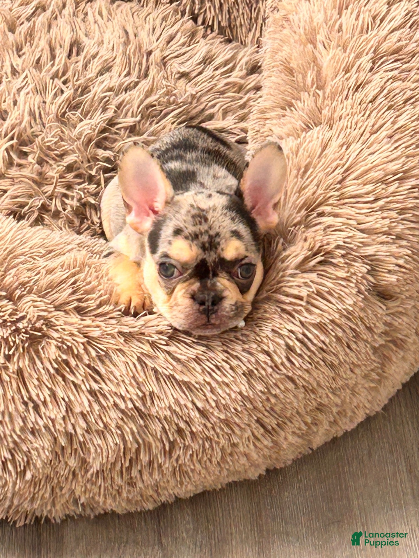 French Bulldog dogs Cami - Ad 1