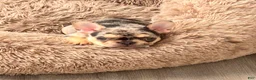 French Bulldog dogs for sale: Cami - Ad 1