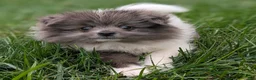 Pomeranian dogs for sale: Razzle - Ad 4