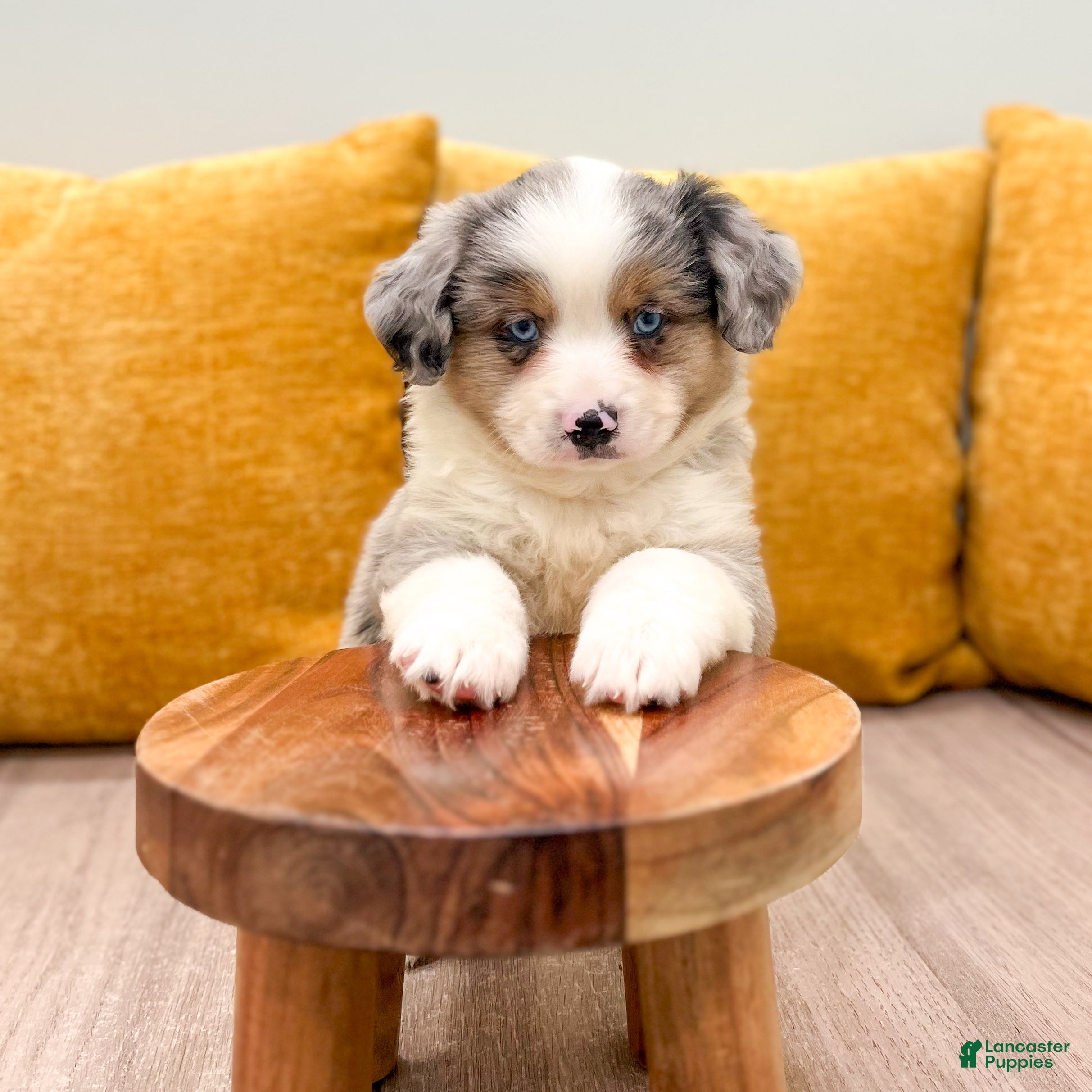Miniature Australian Shepherd dogs Buddy - Ad 2