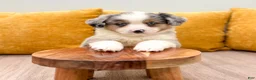 Miniature Australian Shepherd dogs for sale: Buddy - Ad 2
