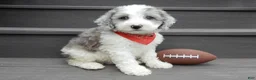 Sheepadoodle dogs for sale: Barney-MEDIUM - Ad 5