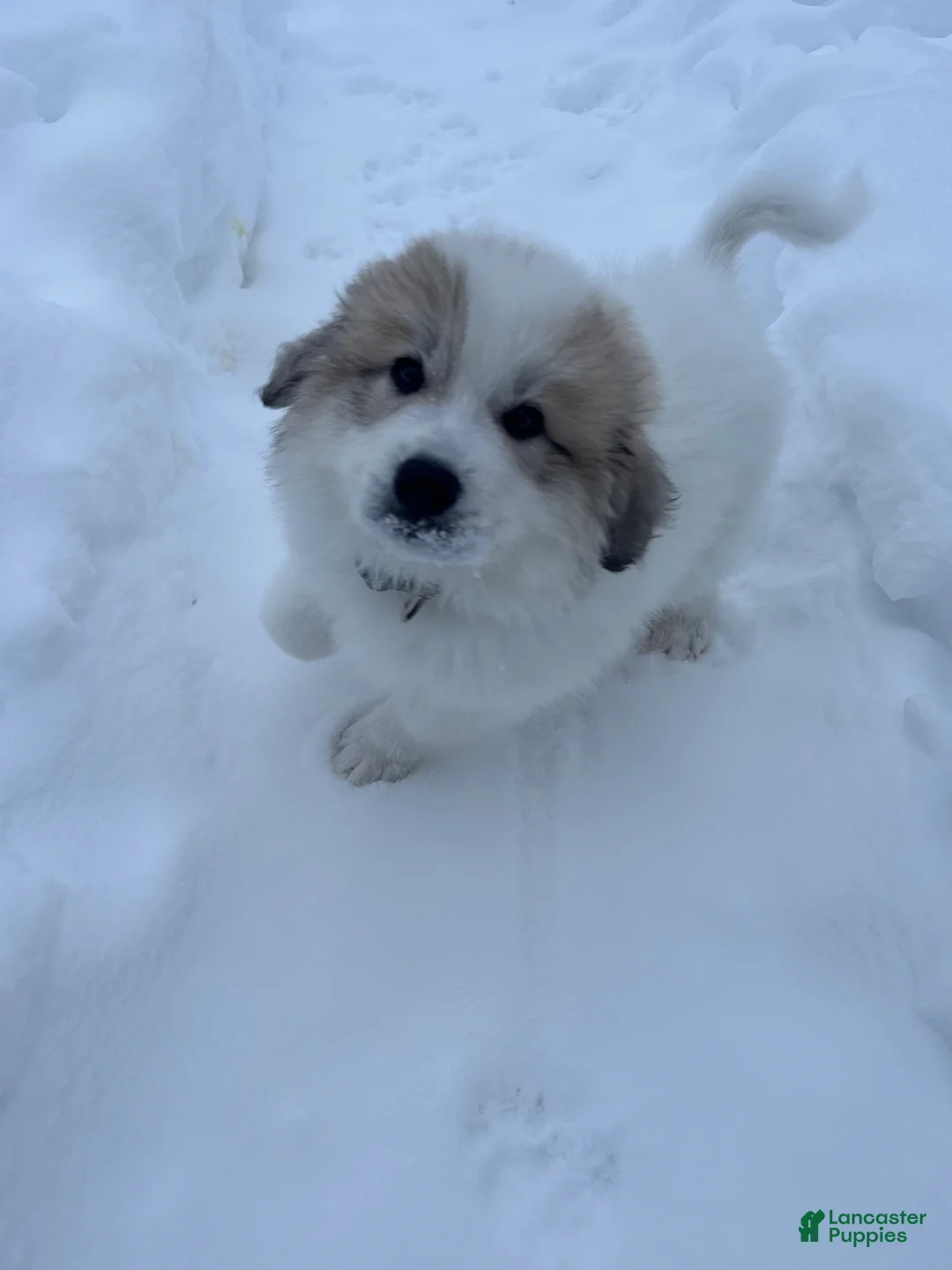 Great Pyrenees dogs for sale: Baby Blue - Ad 4