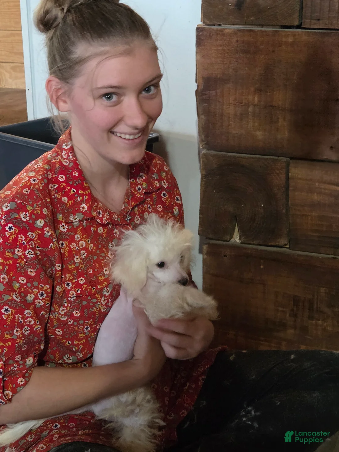Bichpoo dogs for sale: Lily - Ad 7