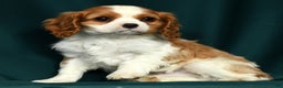 Cavalier King Charles Spaniel dogs for sale: Conrad - Ad 8