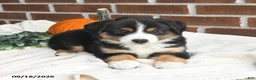 Miniature Australian Shepherd dogs for sale: Harmony - Ad 4