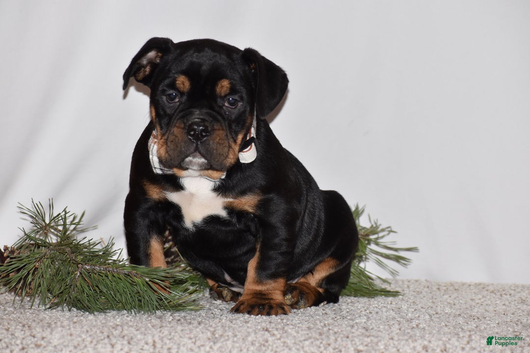 Mixed Breed dogs for sale: Buddy - Ad 8