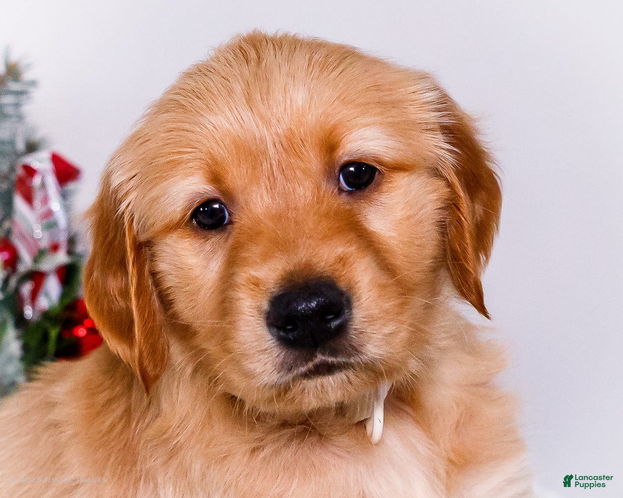 Golden Retriever dogs Goldie - Ad 7
