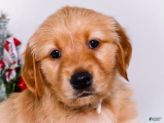 Golden Retriever dogs Goldie - Ad 19