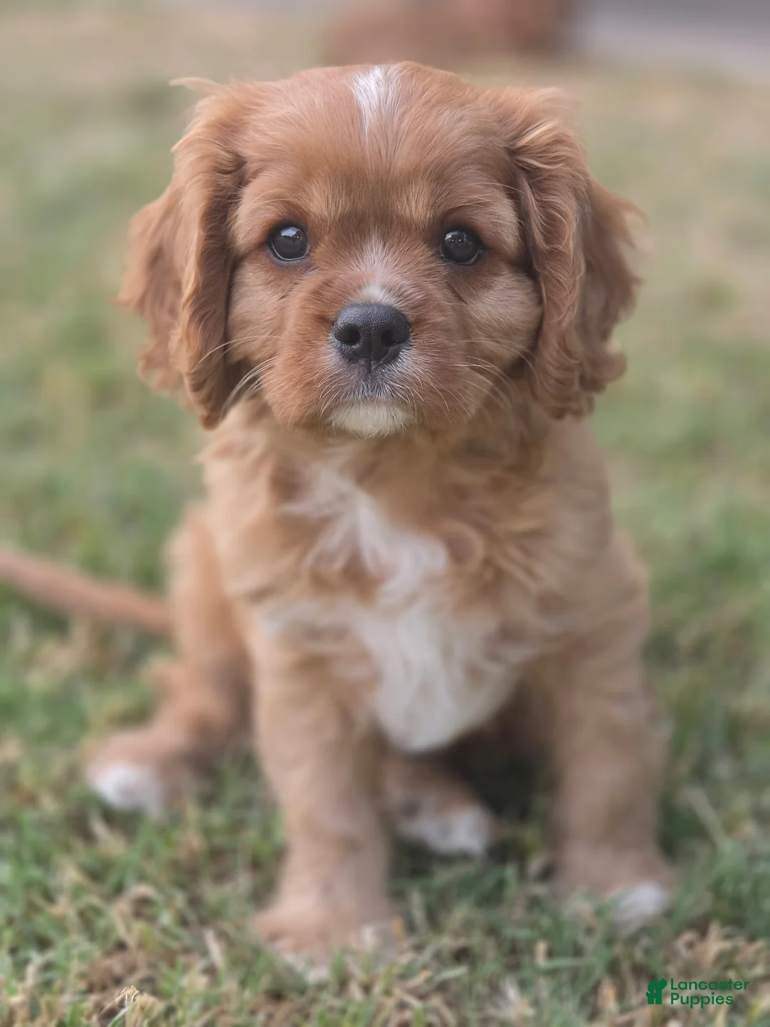 Cavalier King Charles Spaniel dogs for sale: Cavalier King Charles Spaniel Puppy 1 - Ad 2