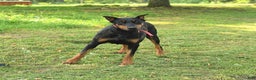 Doberman Pinscher dogs for sale: Baxter - Ad 6
