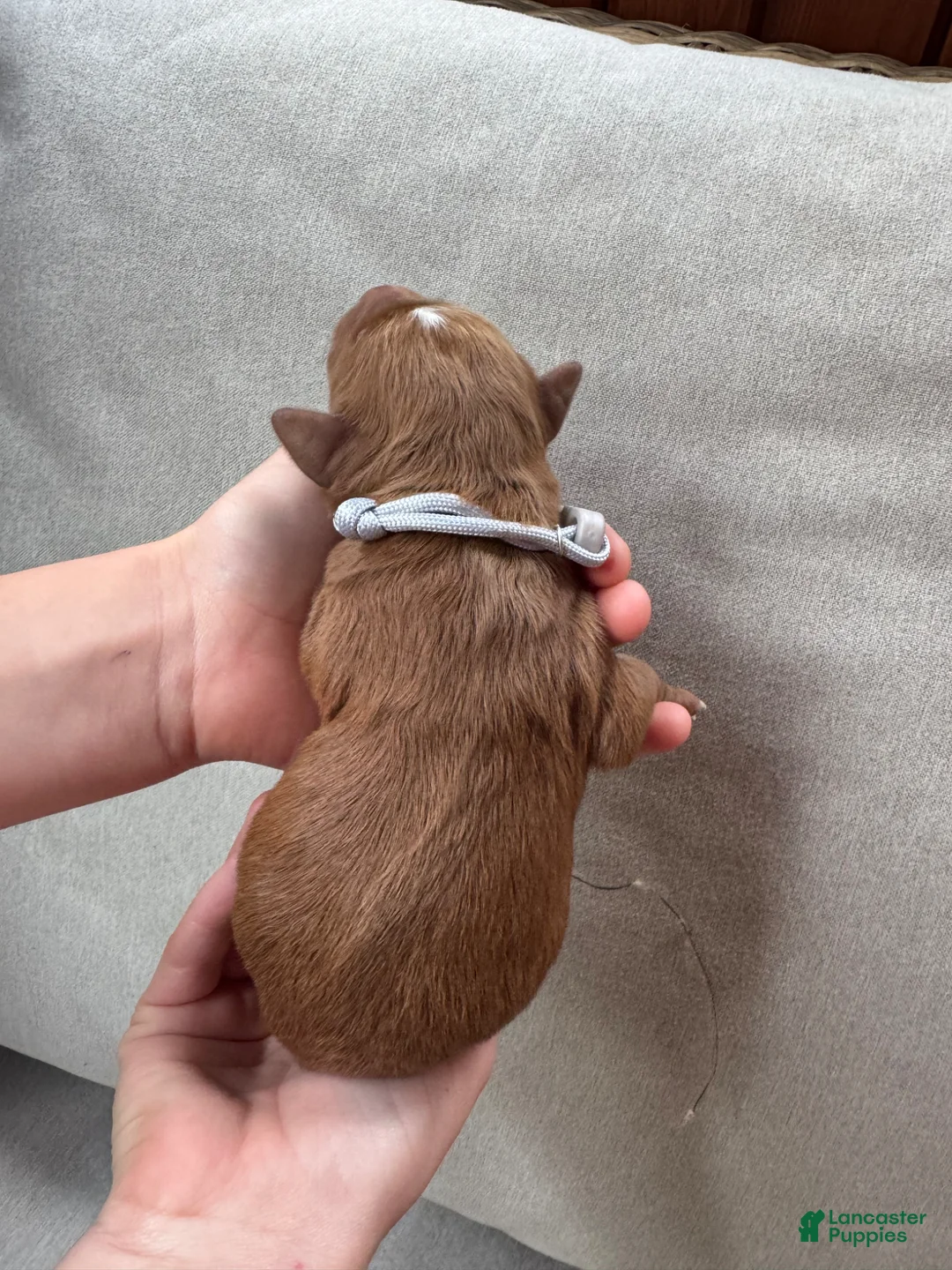 Mixed Breed dogs for sale: Goldendoodle Puppy 3 - Ad 2