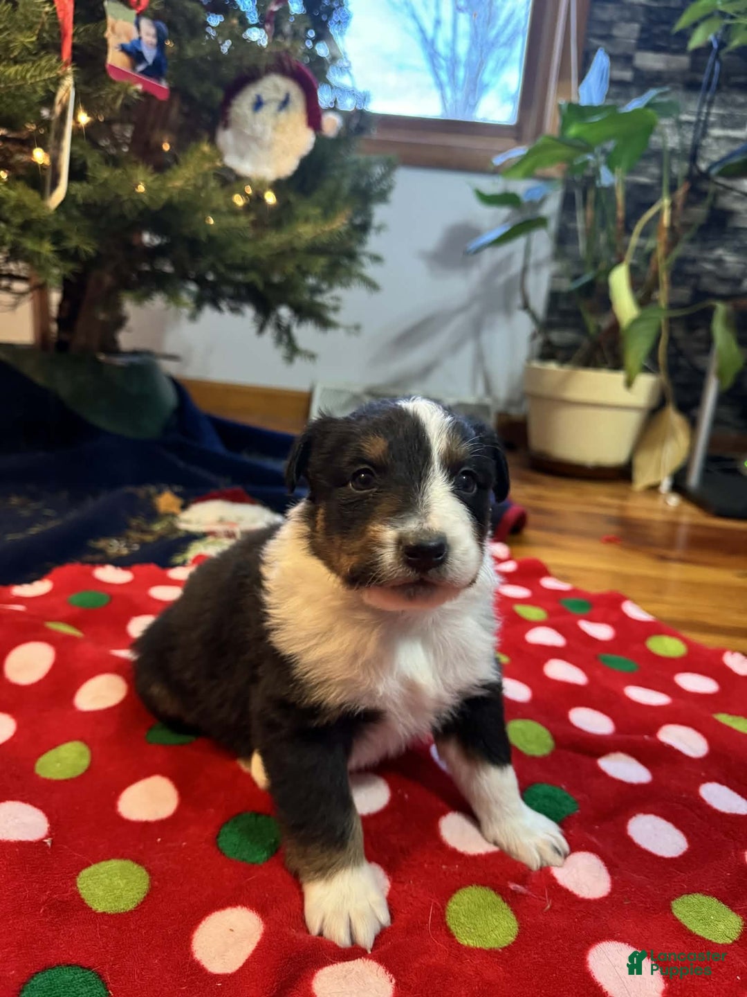 Australian Shepherd dogs for sale: Polar - Ad 8