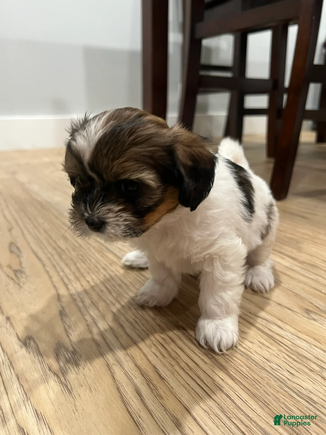 Morkie dogs for sale: Morkie Puppy 3 - Ad 3
