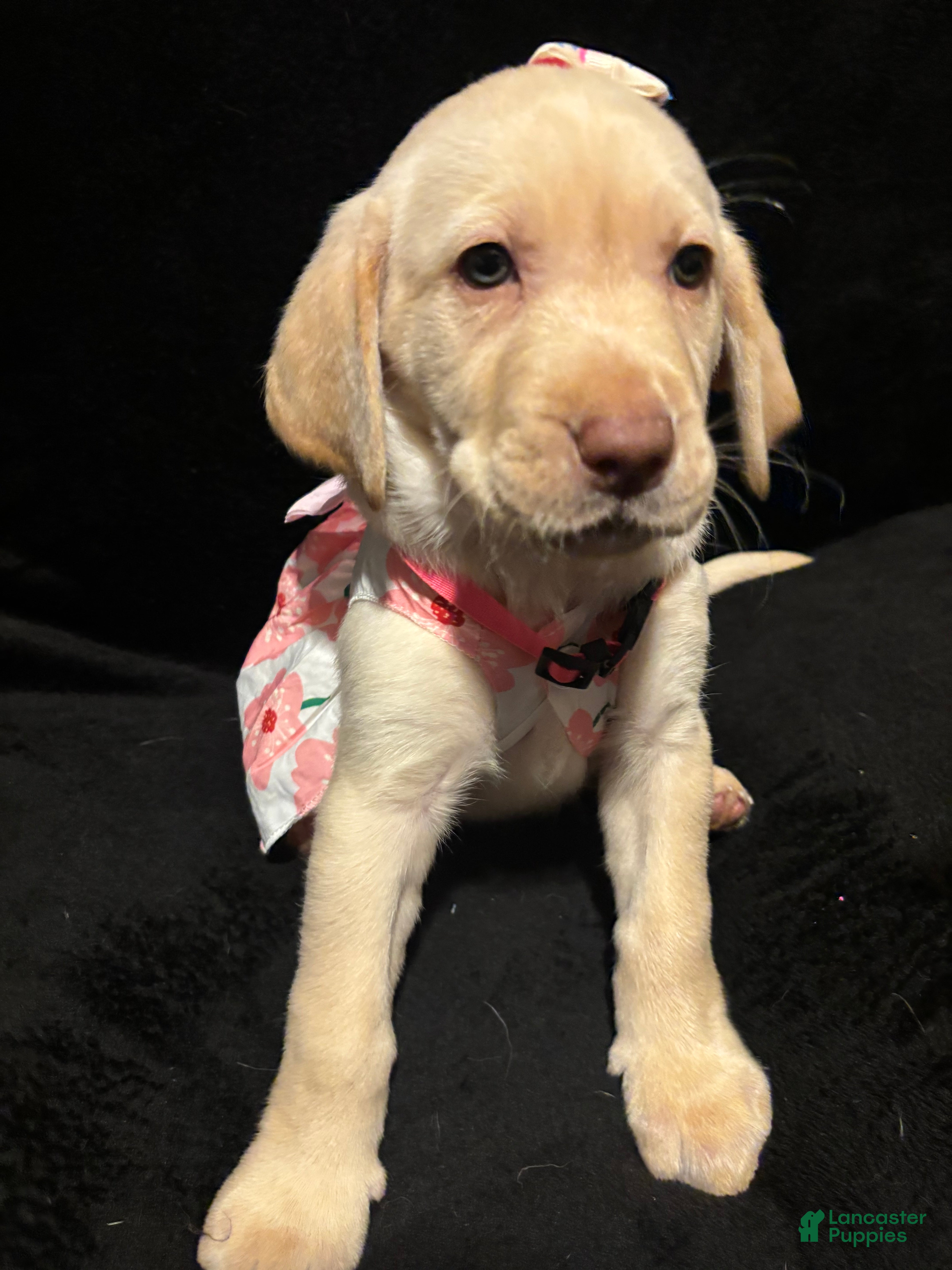 Labrador Retriever dogs Barbie (pink)  - Ad 14