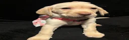 Labrador Retriever dogs for sale: Barbie (pink)  - Ad 1