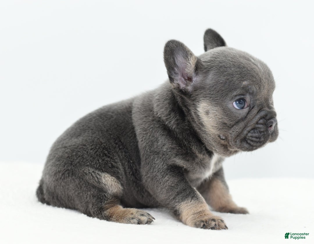 Mixed Breed dogs for sale: Queen lilac tricolor  - Ad 22