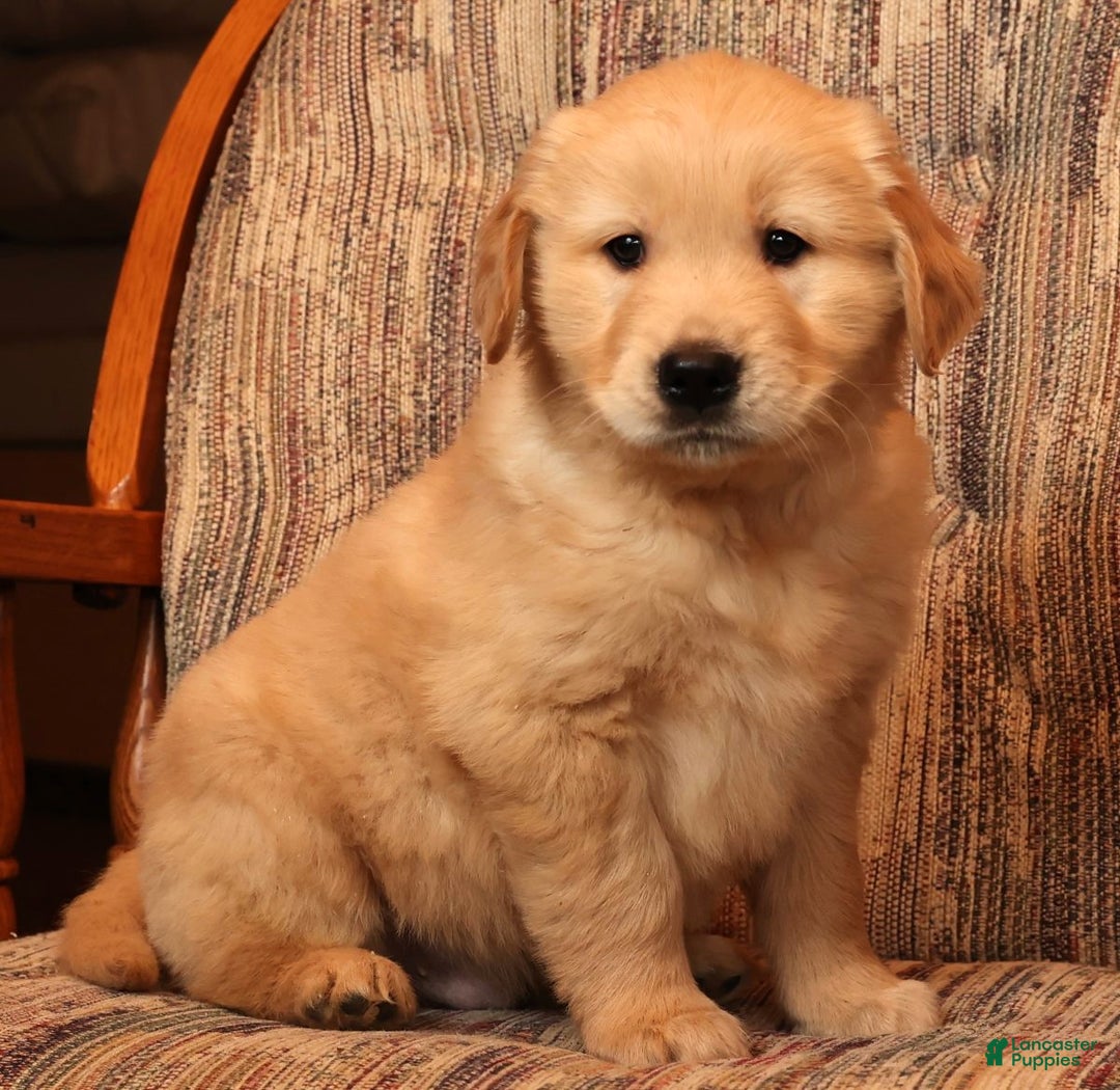 Golden Retriever dogs for sale: Rudolph - Ad 7