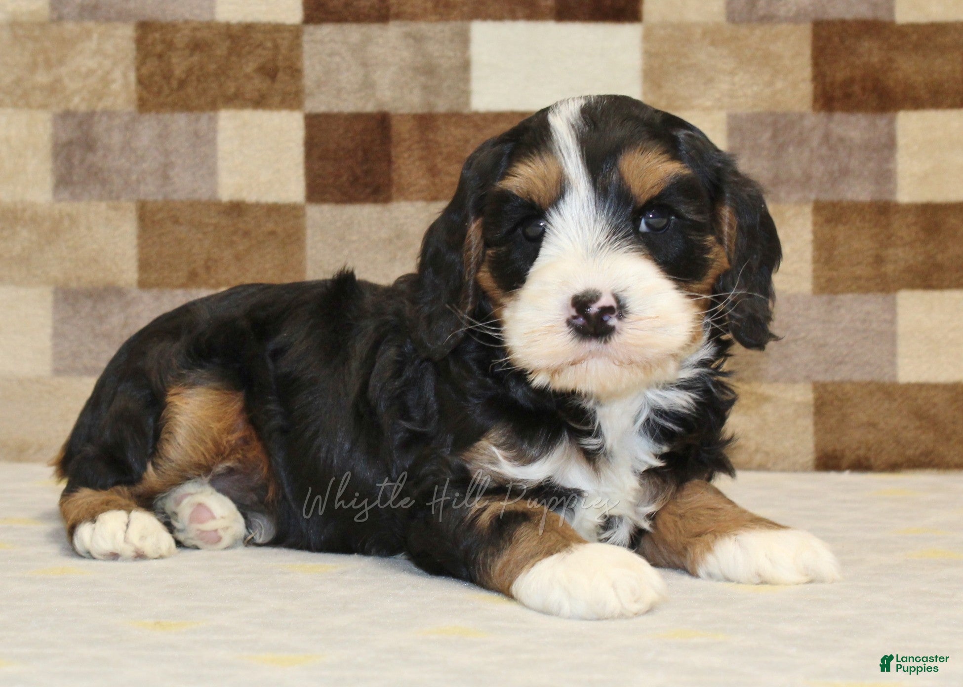 Mixed Breed dogs Fritz - Ad 2