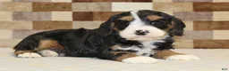 Mixed Breed dogs for sale: Fritz - Ad 2