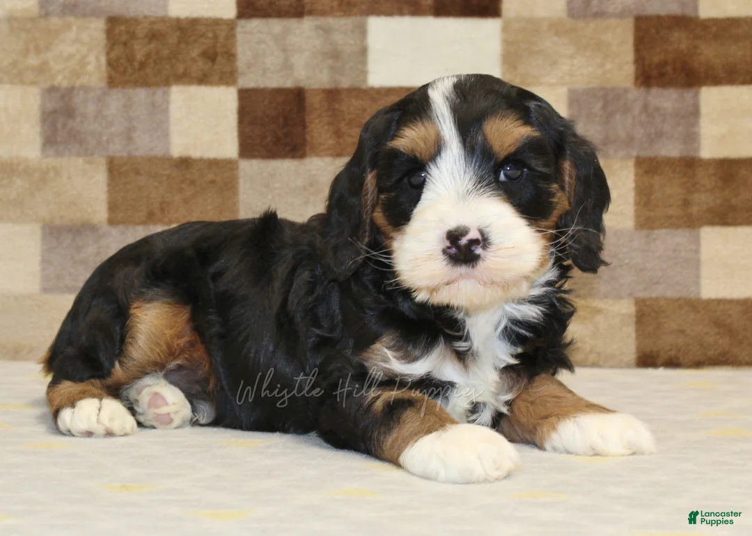 Mixed Breed dogs for sale: Fritz - Ad 2