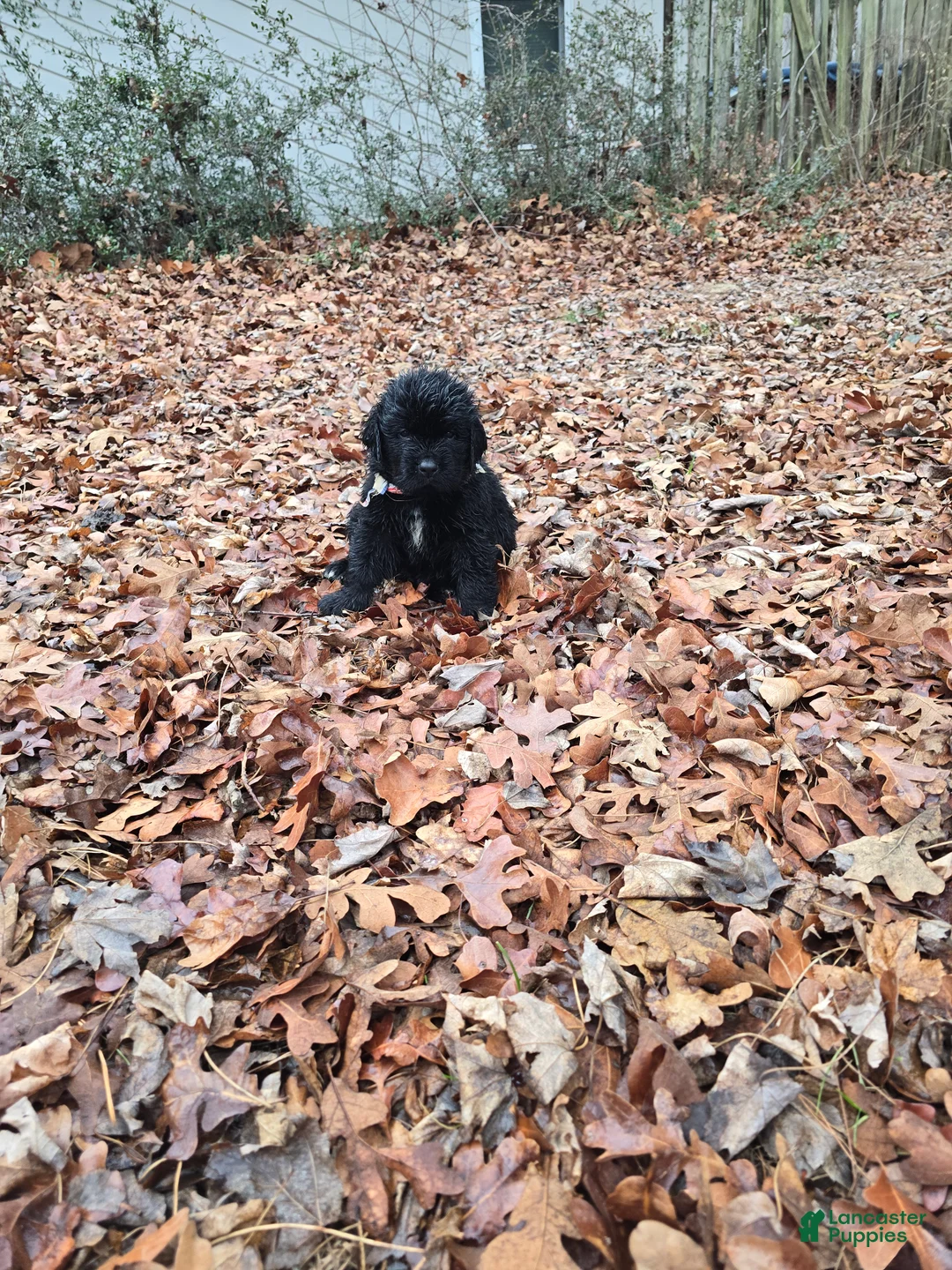 Newfoundland dogs for sale: Newfoundland Puppy 2 - Ad 2