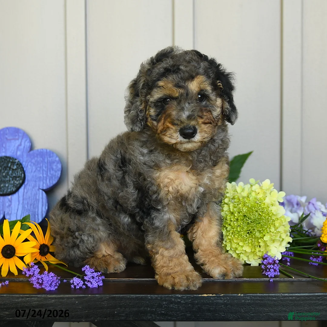 Miniature Poodle dogs for sale: Gable - Ad 2
