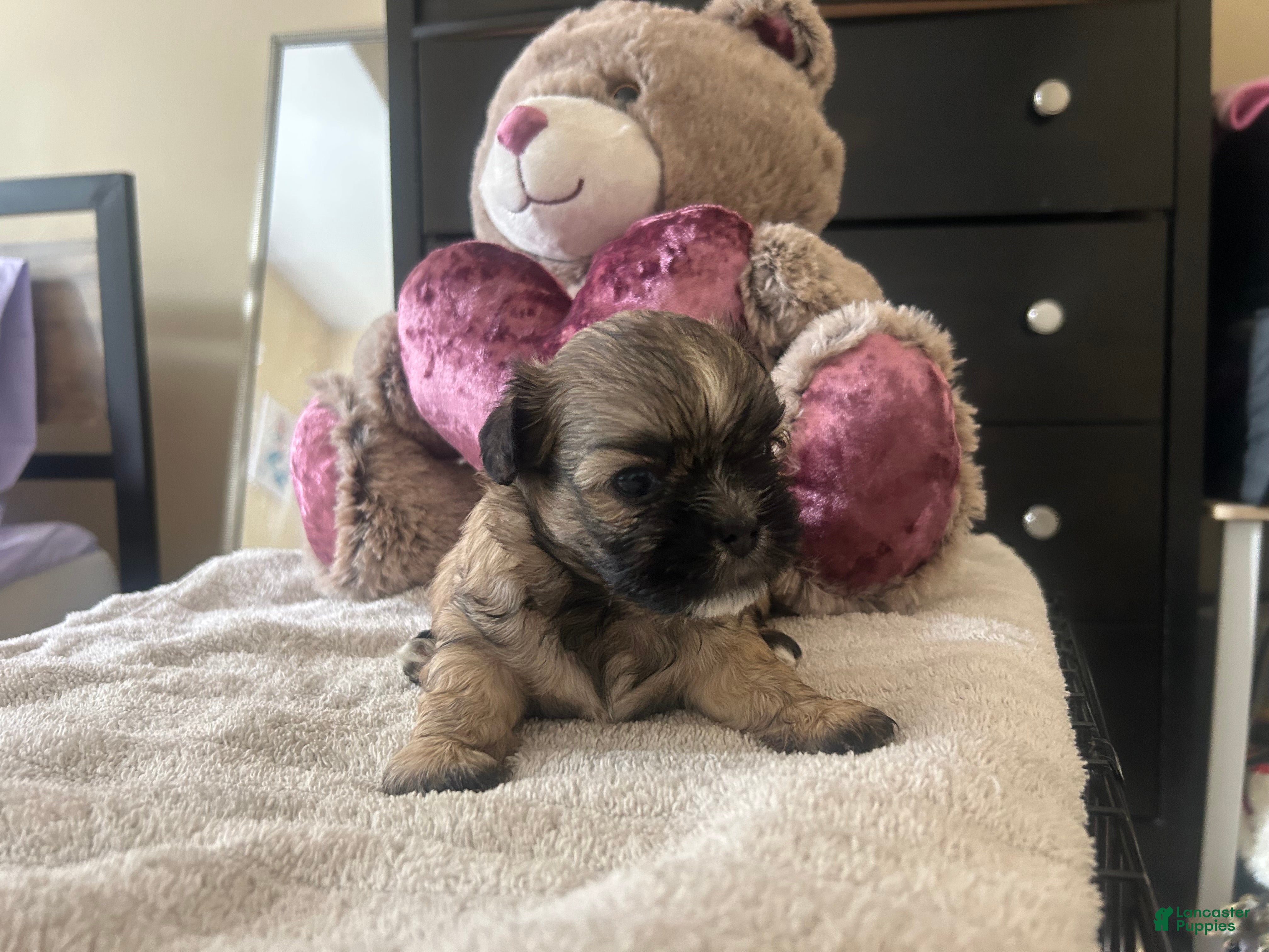 Shih Tzu