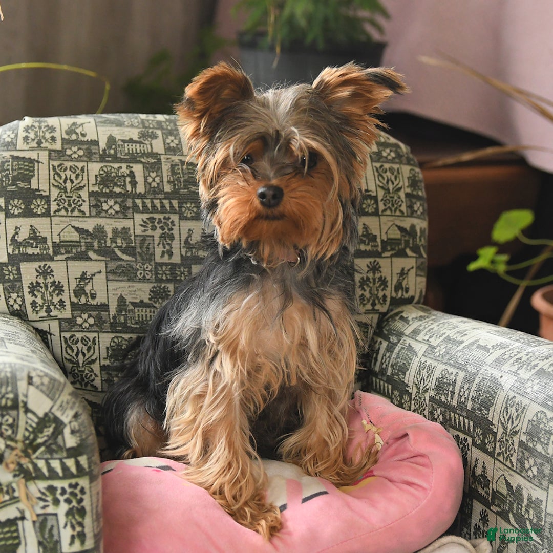 Yorkshire Terrier dogs for sale: Sprinkle  - Ad 6