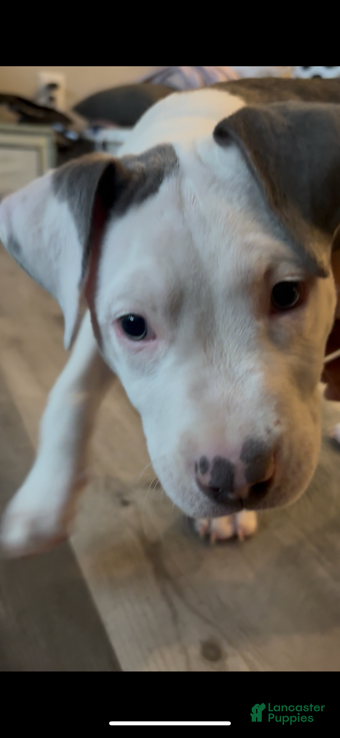 Mixed Breed dogs BullyPit (Semaj) - Ad 10