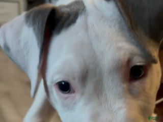 Mixed Breed dogs BullyPit (Semaj) - Ad 10