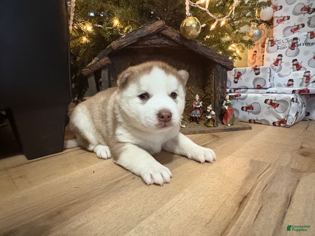 Mixed Breed dogs for sale: David - Ad 9