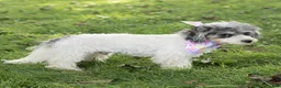 Maltipoo dogs for sale: Rex Maltipoo  - Ad 3