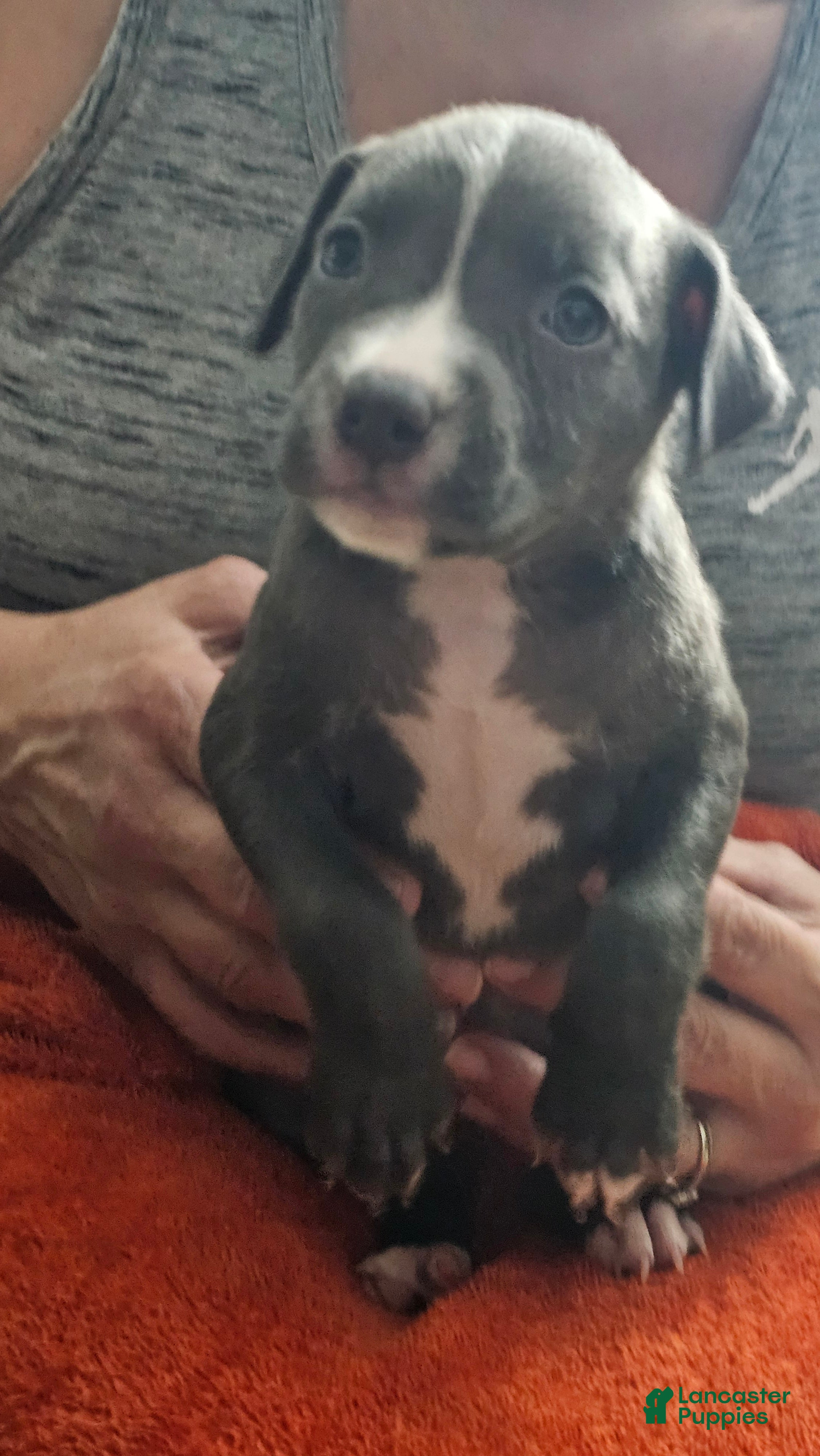 American Pit Bull Terrier dogs Blue Nose Pitbul Ace - Ad 32