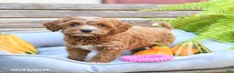 Cavapoo dogs for sale: Wanda - Ad 2