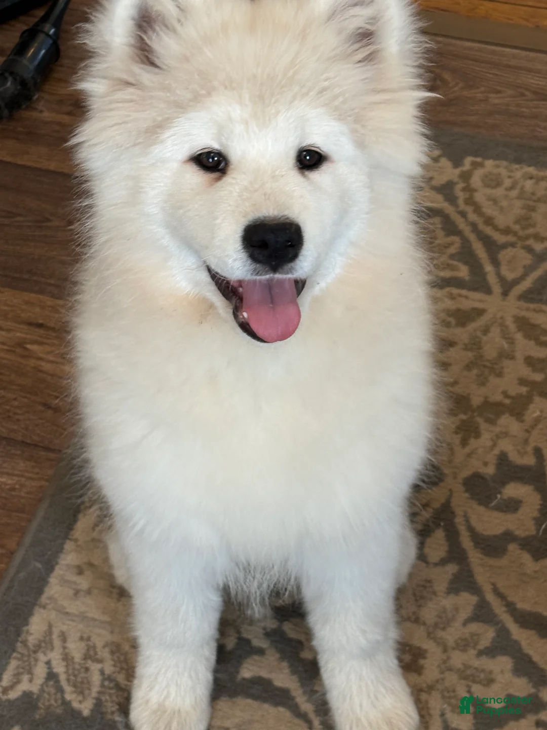 Samoyed dogs for sale: Cin - Ad 5