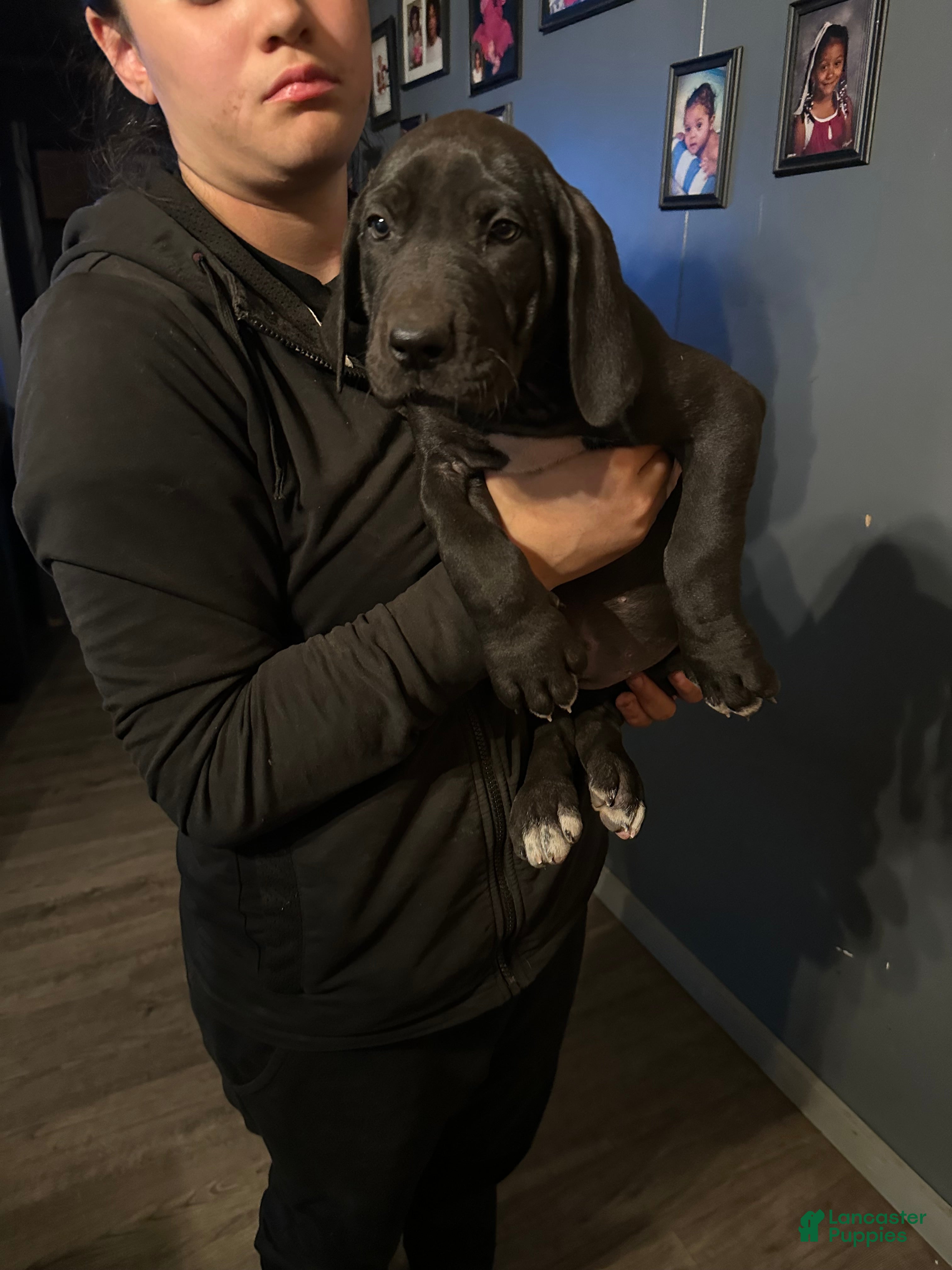 Great Dane dogs Great Dane Puppy 3 - Ad 41
