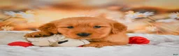 Golden Retriever dogs for sale: Cash - Ad 4
