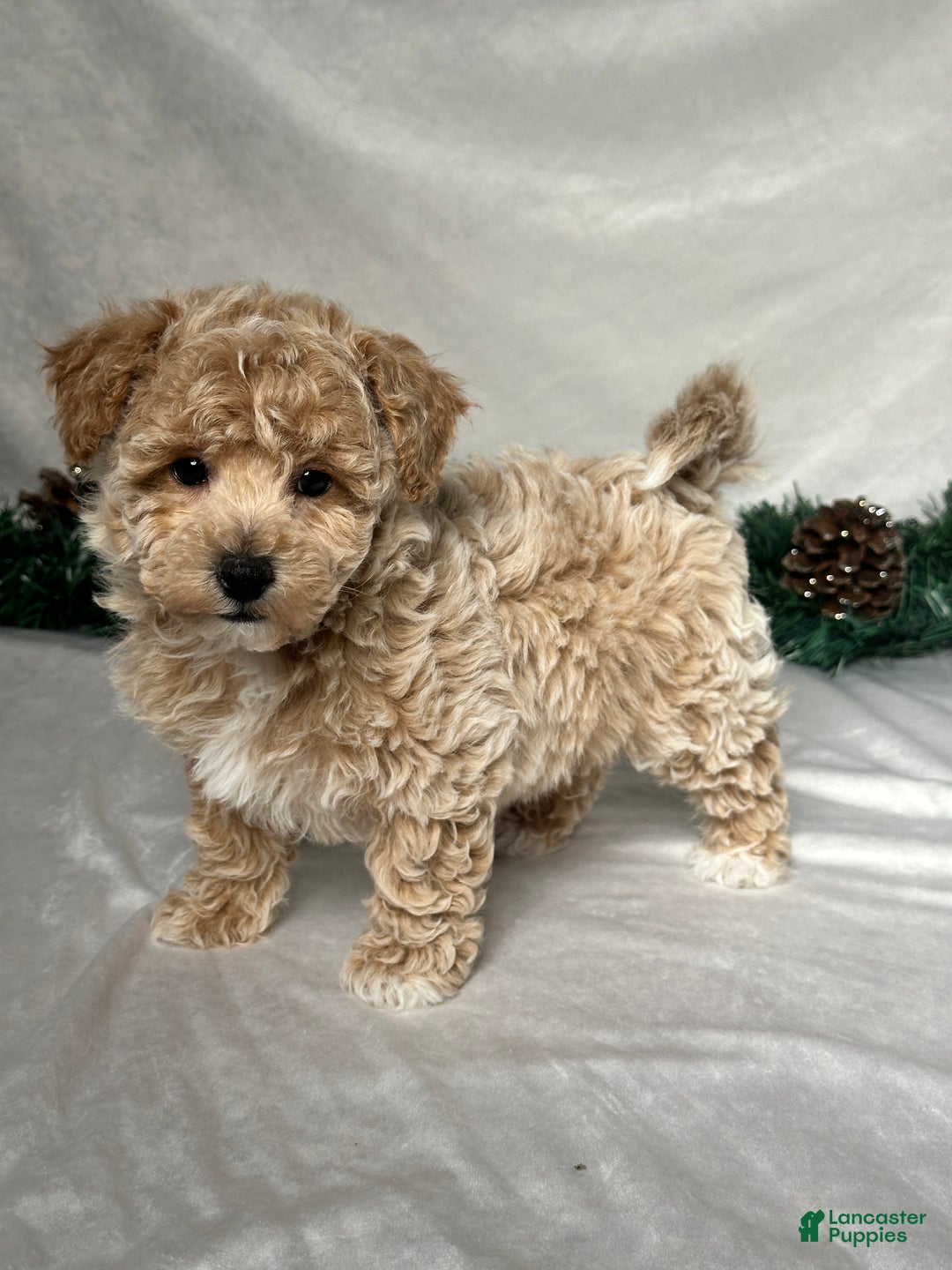 Bichpoo dogs for sale: Tommy - Ad 3