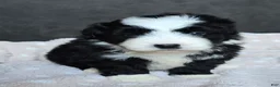 Mini Bernedoodle dogs for sale: Mini Wade - Ad 11