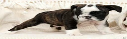 English Bulldog dogs for sale: Maxx - Ad 3