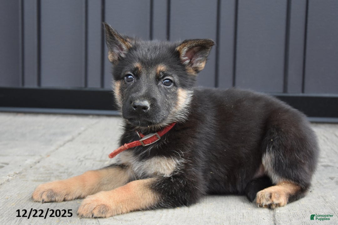 German Shepherd dogs for sale: Luke - Ad 2