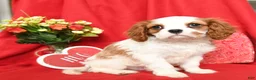 Cavalier King Charles Spaniel dogs for sale: Prince   - Ad 4