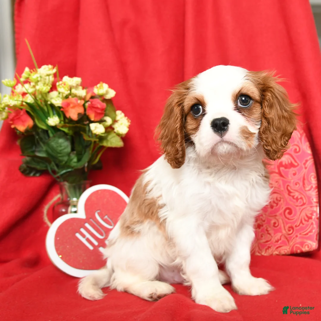 Cavalier King Charles Spaniel dogs for sale: Prince   - Ad 4