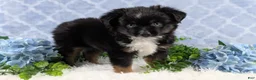 Toy Australian Shepherd dogs for sale: Banjo - Ad 8