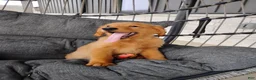 Golden Retriever dogs for sale: Copper - Ad 6