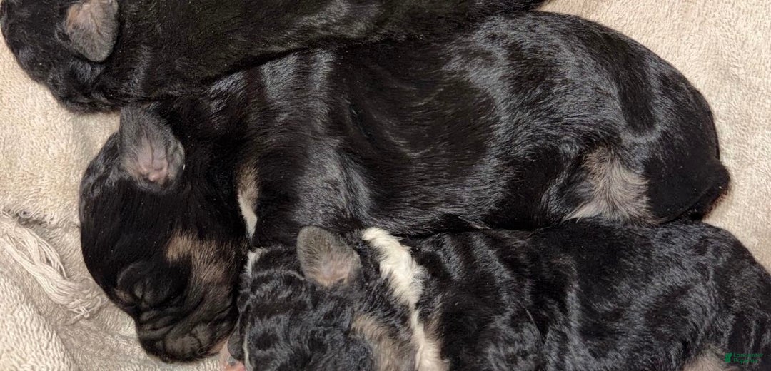 Aussiedoodle dogs for sale: Luke - Ad 1